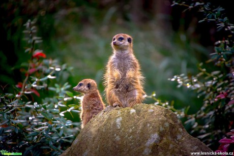 Babí léto v ZOO Lešná - Foto Ladislav Hanousek 1119