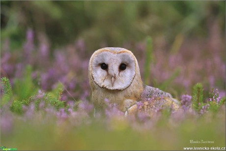 Sova pálená -Tyto alba- Foto Monika Suržinová 1119 (1)