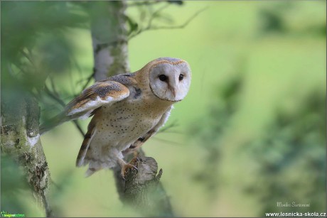 Sova pálená -Tyto alba- Foto Monika Suržinová 1119 (2)