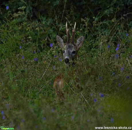 Srnčí zvěř - Foto Lukáš Zahrádka 1119 (3)