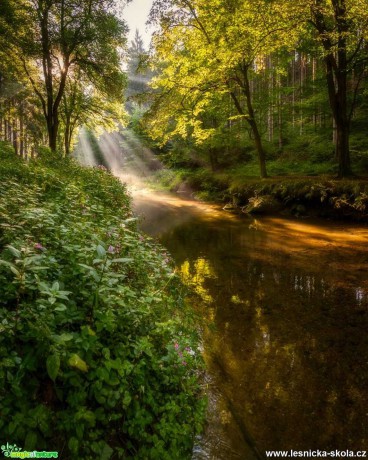 Údolí řeky Křinice - Foto Filip Holič 1119