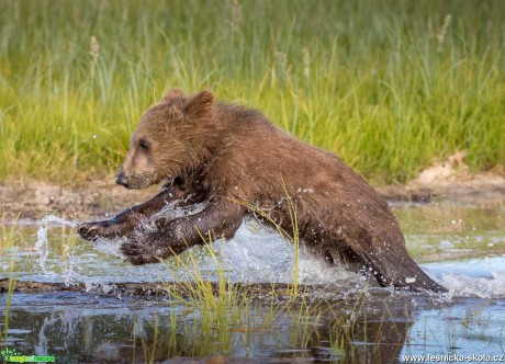 Medvědi z Aljašky - Foto Ladislav Hanousek 1119 (1)