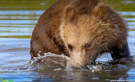 Medvědi z Aljašky - Foto Ladislav Hanousek 1119 (2)