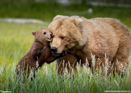 Medvědi z Aljašky - Foto Ladislav Hanousek 1119 (3)