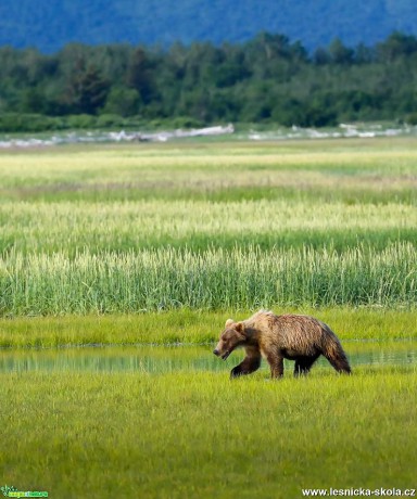 Medvědi z Aljašky - Foto Ladislav Hanousek 1119 (6)