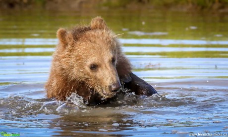 Medvědi z Aljašky - Foto Ladislav Hanousek 1119 (7)