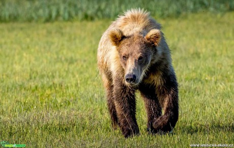 Medvědi z Aljašky - Foto Ladislav Hanousek 1119 (8)