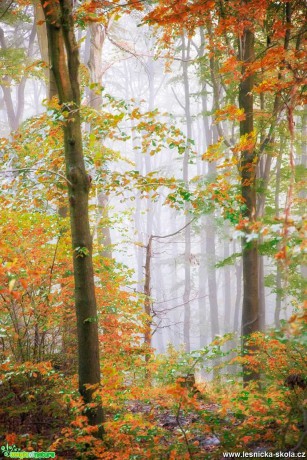 Podzim v lese - Foto Jana Vondráčková 1119 (1)