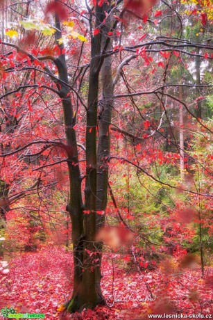 Podzim v lese - Foto Jana Vondráčková 1119