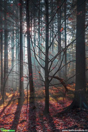 Sluncem prosvícený les - Foto Jana Vondráčková 1119 (1)