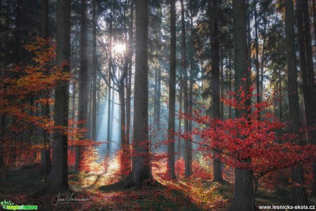 Sluncem prosvícený les - Foto Jana Vondráčková 1119 (2)