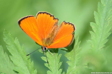 Ohniváček celíkový - Lycaena  virgaureae - Foto Marie Žďánská