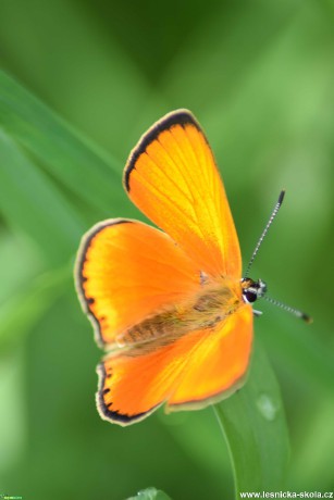 Ohniváček celíkový - Lycaena virgaureae - Foto Marie Žďánská