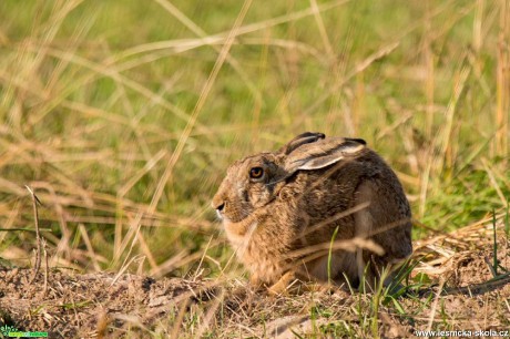 Zajíc polní - Lepus europaeus - Foto Zbyněk Tomek 1219 (1)