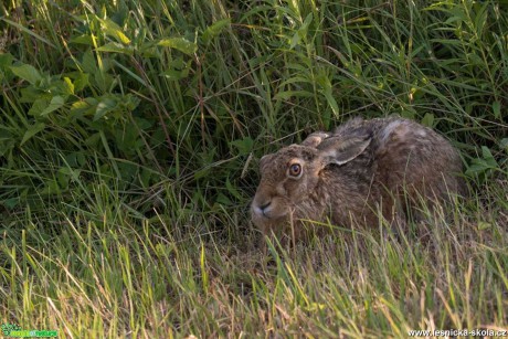 Zajíc polní - Lepus europaeus - Foto Zbyněk Tomek 1219 (2)