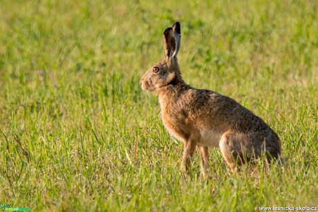 Zajíc polní - Lepus europaeus - Foto Zbyněk Tomek 1219 (4)