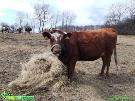 Na farmě - Foto Gabriela Richtrová (2)