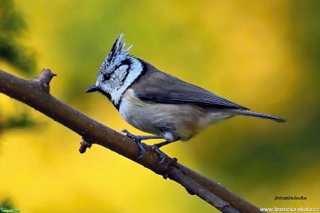 Sýkora parukářka - Lophophanes cristatus - Foto Pavel Balazka 1219