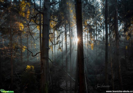 V lese - Foto Jana Vondráčková 0120