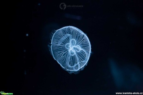 Ve světě medúz - Foto Jiří Křivánek 0120 (1)