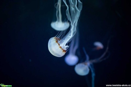 Ve světě medúz - Foto Jiří Křivánek 0120 (2)