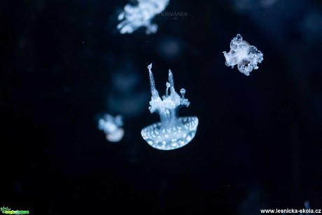 Ve světě medúz - Foto Jiří Křivánek 0120 (6)