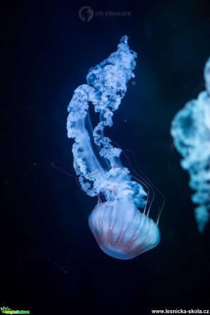 Ve světě medúz - Foto Jiří Křivánek 0120 (7)