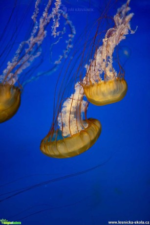 Ve světě medúz - Foto Jiří Křivánek 0120 (8)