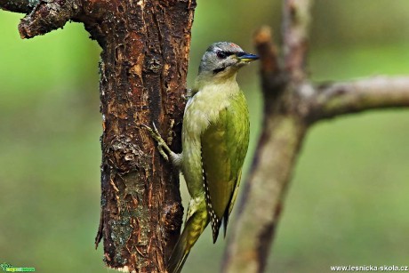 Žluna šedá - Picus canus - Foto Pavel Balazka 0120