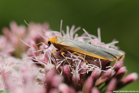 Pohled do říše hmyzu - Foto Irena Wenischová 0120 (4)