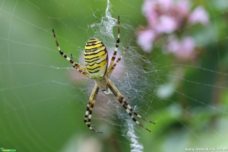 Pohled do říše hmyzu - Foto Irena Wenischová 0120 (5)