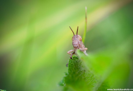 Makro z hmyzí říše - Foto Jana Vondráčková 0120