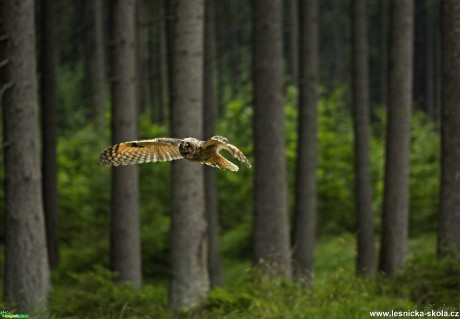 Fotografování sov - Foto Lukáš Zahrádka 0220 (3)