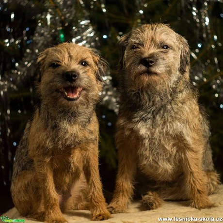 Border terrier - Foto Zbyněk Tomek 0220