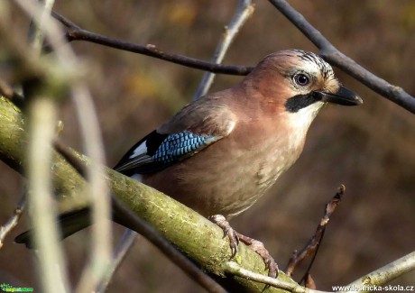 Sojka obecná - Garrulus glandarius - Foto Miloslav Míšek 0220