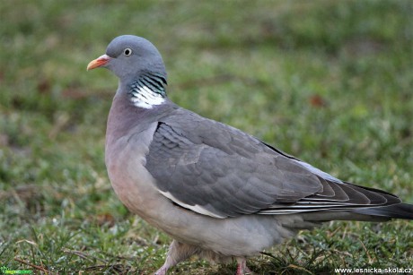 Holub hřivnáč - Columba palumbus - Foto František Novotný 0220 (1)