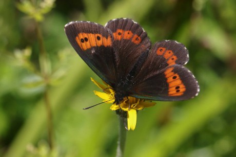Krása motýlích křídel - Foto Irena Wenischová 0220 (1)