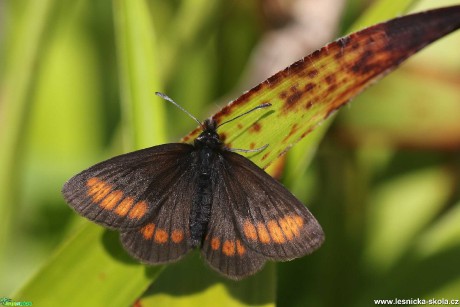Krása motýlích křídel - Foto Irena Wenischová 0220 (2)