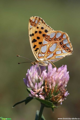 Krása motýlích křídel - Foto Irena Wenischová 0220 (5)
