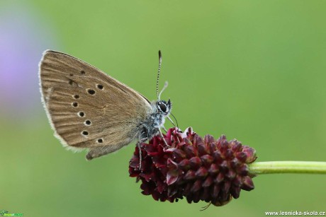 Krása motýlích křídel - Foto Irena Wenischová 0220 (6)