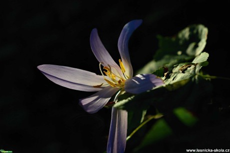 Tajemství květu - Foto Marie Vykydalová 0220
