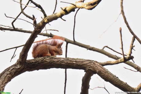 Veverka obecná - Sciurus vulgaris - Foto Rasťo Salčík 0220 (1)