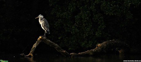 Volavka - Foto Lukáš Zahrádka 0320 (1)