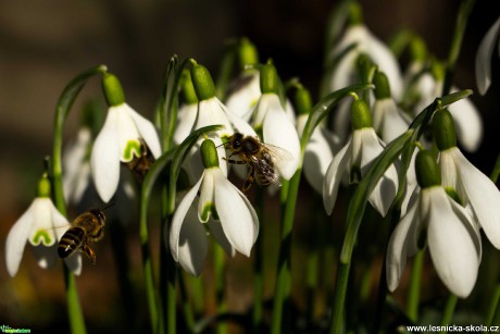 Znamení jara - Foto Lukáš Málek 0320 (1)