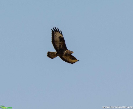 Káně lesní - Buteo buteo - Foto Zbyněk Tomek 0320