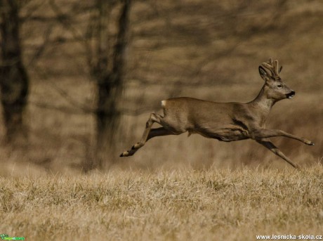 Srnec obecný - Capreolus capreolus - Foto Zbyněk Tomek 0320