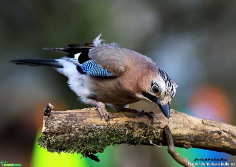 Sojka obecná - Garrulus glandarius - Foto Pavel Balazka 0320