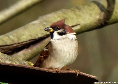 Vrabec polní - Passer montanus - Foto Miloslav Míšek 0320