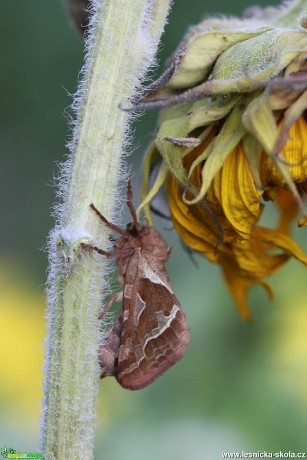 Pohled do říše hmyzu - Foto Irena Wenischová 0320 (1)