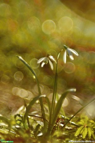 Sněženka podsněžník - Foto Marie Vykydalová 0320